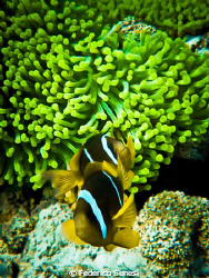 Anemonefish by Federico Senesi 